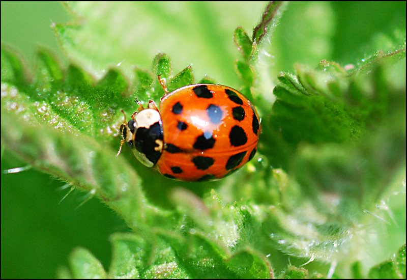 Acanalonia conica